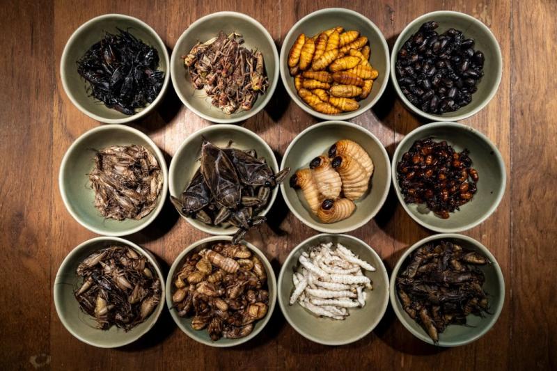 Edible Insects Market