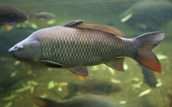 Global Big Carp Aquaculture Market to Reach USD 160.68 Billion