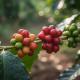 Japan Coffee Cherry Market Expands on Sustainable Cascara, Functional Beverages & Natural Beauty Innovations