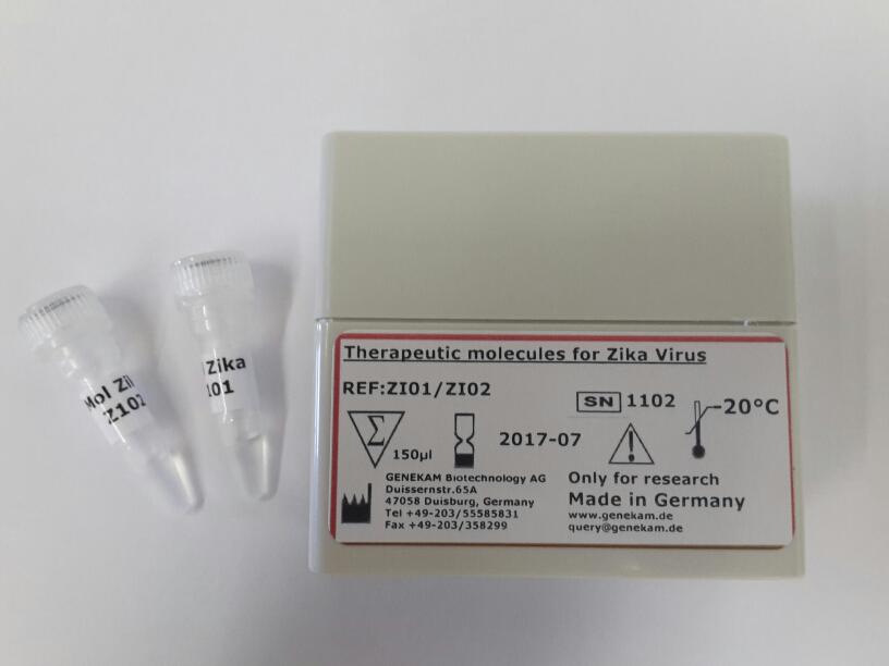 World Innovation: First therapeutic molecule candidate against Zika viruses