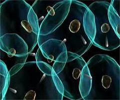 Biophotonics Market 2016: See-through imaging, Microscopy,