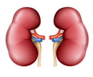 Kidney Fibrosis Treatment Market, Kidney Fibrosis Treatment, Fibrosis Treatment Market, Kidney Treatment Market