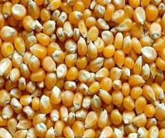 Corn Seed