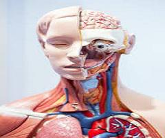 Global Anatomical Models Market (2015-2023) - Grow Pricing,