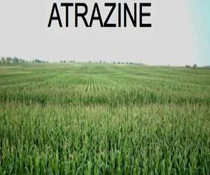 Atrazine Market 2017 - ADAMA, DOW, Nufarm, Kenso, Zhongbao