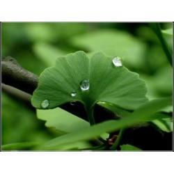 Global Flavonoids Market 2017 Industry Growth with CAGR in Forecast-2022
