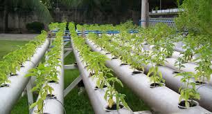 Hydroponics Market: Global Industry Analysis, Size, Share,