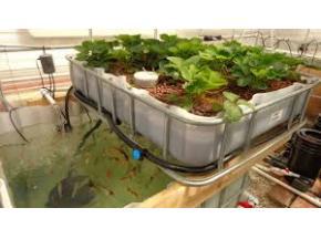 Sales Market Analysis: Europe Aquaponics system Market Report 2017