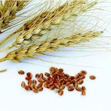 Spring Wheat Seed