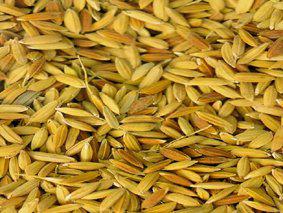 Global Rice Seed Market Size 2017-2022: Bayer, Nuziveedu Seeds, Kaveri, Mahyco