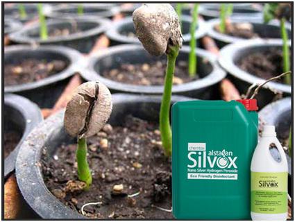 Coffee Cultivation - Pests, Diseases and Chemical Disinfection with Alstasan Silvox