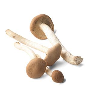 Global Canned Mushroom Market