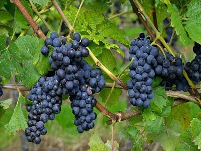 Global Pinot Noir (Grape) Market 2017 Business Overview -
