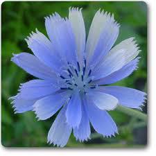 United States Chicory Market Trends and Forecast Report