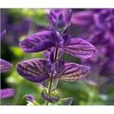 Salvia Sclare Products