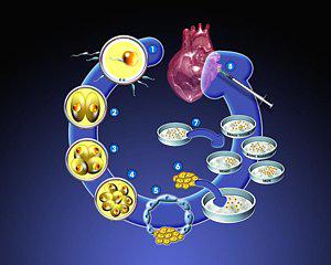 Stem Cell Market