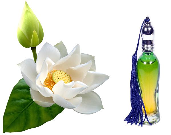 Aroma Essential Oil Store Presents Top Quality White Lotus Attar