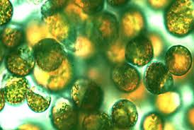 Microalgae Market Report for Period 2017 till 2022 Cyanotech Corporation, Algaetech Group, Shengbada Biology, Dongtai City Spirulina Bio-engineering and Others