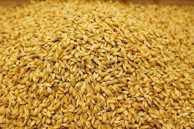 Rice Seed Market Report for Period 2011 till 2022 Kaveri, Mahyco, RiceTec, Hefei Fengle, Dupont Pioneer, JK seeds, Syngenta, Grand Agriseeds and Others