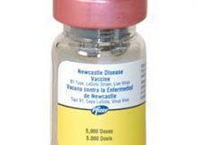 Newcastle Disease Vaccine Market Report for Period 2017 till 2022 Merck Animal Health, DHN, Zoetis and Others