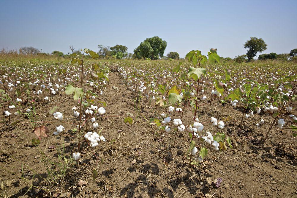 Cotonea organic and fair cotton field in Uganda