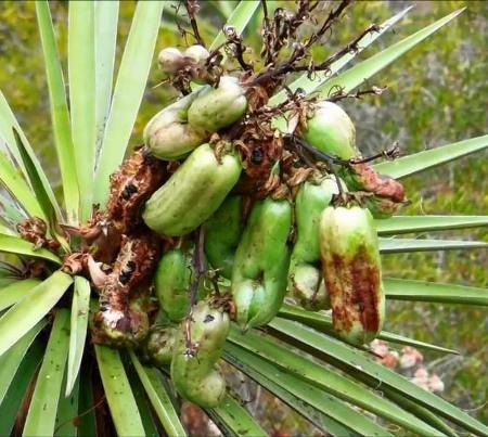 Global Yucca Mohave Extract Market 2017 - Agroin, PLAMED, DPI,