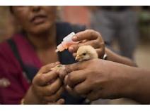 Nov 17, 2017: Newcastle Disease Vaccine Market Forecast 2023 Merial, QYH Biotech, DHN