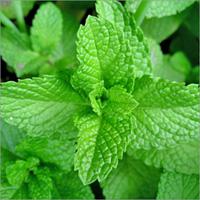 Global Menthol market