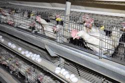 Growing Poultry Farming Industry is Expected to Drive the Growth
