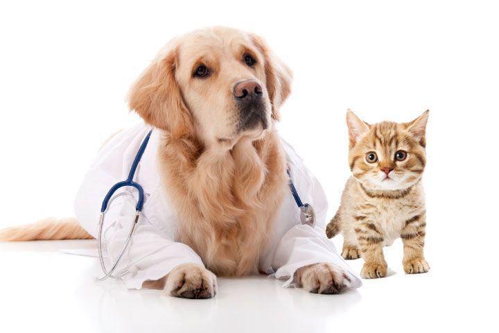 Growing Number of Pet Ownership to Benefit Pet Insurance Market