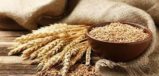 Wheat Protein (Wheat Gluten)