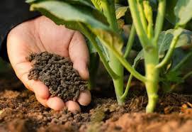 Organic Fertilizer Market Future and Analysis 2025