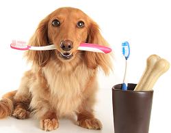Pet Oral Care Products Market Growth 2018