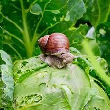Biological Molluscicide Market Report for Period 2018 till 2024 Marrone Bio Innovations Inc. (U.S.), Bayer CropScience AG (Germany) De Sangosse (France), BASF SE (Germany) and Others.