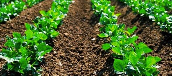 Biofertilizers Market is projected to reach at a valuation