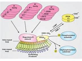 EMEA (Europe, Middle East and Africa) Protein Phosphatase 2A Market Report 2018