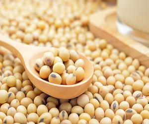 Global Soybean Extract Market