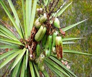 Global Yucca Mohave Extract Market