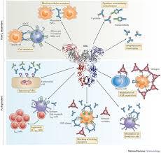 Intravenous Immunoglobulin (IVIg) Market