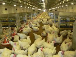 Poultry Breeding Equipment Market