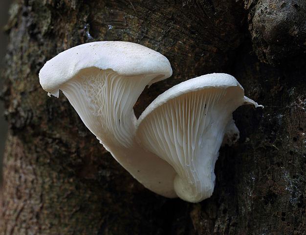 Oyster Mushroom Market Analysis Report