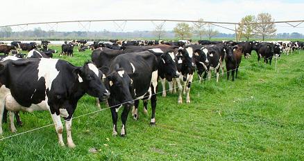 Global Animal Growth Promoters & Performance Enhancers Market ? Industry Trends and Forecast to 2024