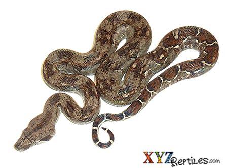xyzReptiles Announces Baby Central American Boas For Sale Back In Stock