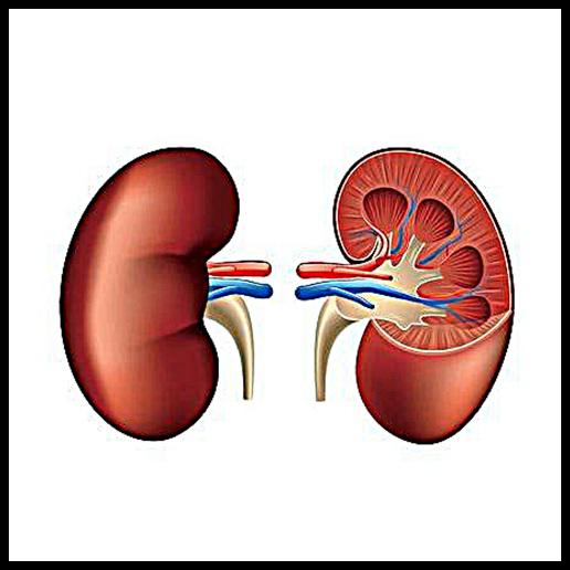 Kidney Stones Management Market 2018: Study on Top Players |