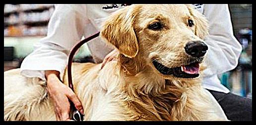 Animal Parasiticides Market 2018: Study on Top Players | Zoetis,