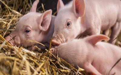 Global Swine Healthcare Market