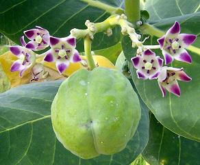 Biopesticides Market, Global Biopesticides Market Size, Biopesticides Industry, Biopesticides Market Trends