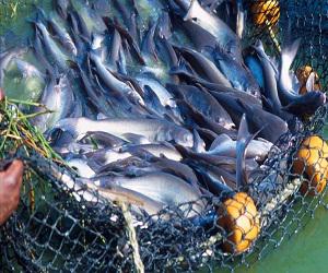 Global Aquaculture Therapeutics Market