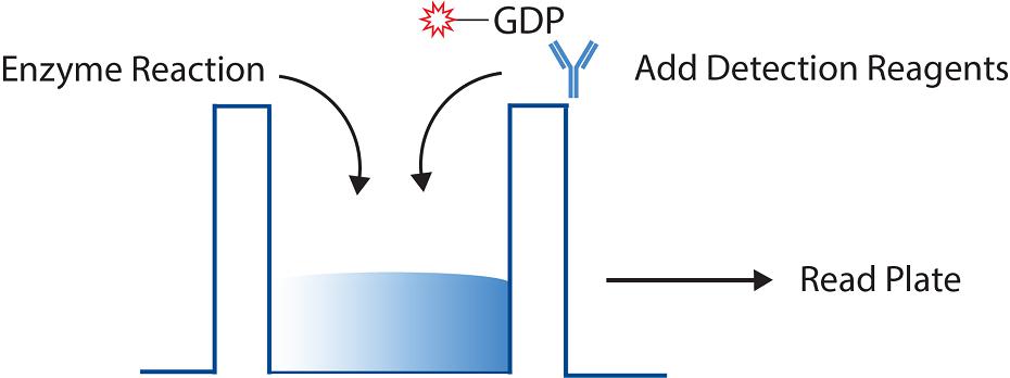 GDP-Assay-Schematic