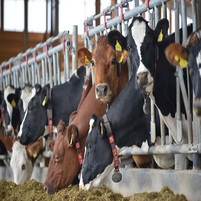 Livestock Monitoring System Market Report 2018 Companies included DeLaval (Sweden), GEA Group AG (Germany), Afimilk Ltd. (Israel), BouMatic LLC (U.S.), SCR Dairy, Inc. (Israel), DairyMaster (Ireland), SUM-IT Computer Systems, Ltd. (U.K.), Valley Agricultu